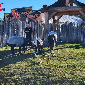 Miller Zoo - Malayan tapir snack time