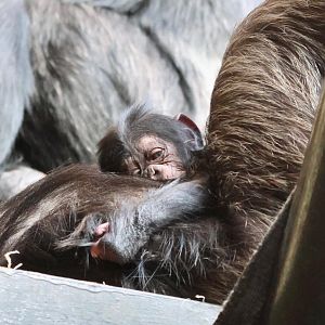 Newborn Chimp