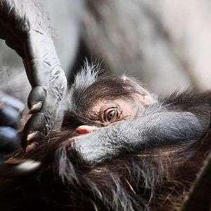Newborn Chimp