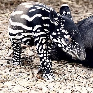 Malayan Tapir Nessa