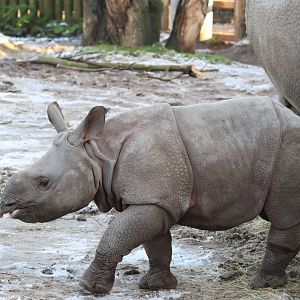 Jiya - One Horned Rhino