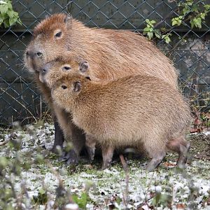 Capybara Family