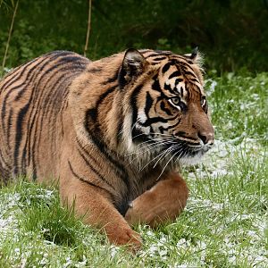 Dash - Sumatran Tiger