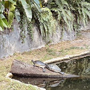 Pond Turtles