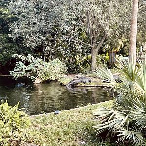 American Alligator Exhibit