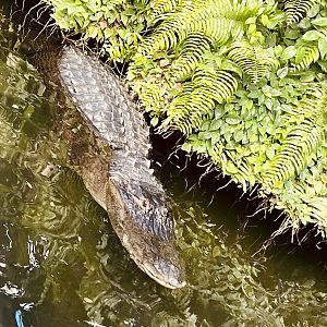 American Alligator