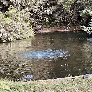 American Alligator Exhibit