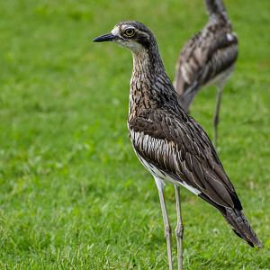 Bush Stone-Curlews