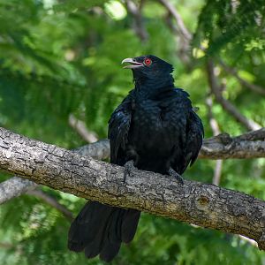 Pacific Koel