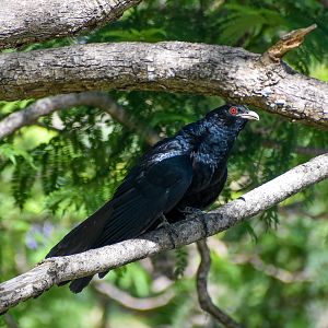 Pacific Koel