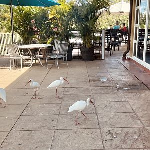White Ibis