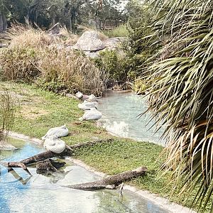 Dalmatian Pelican Exhibit