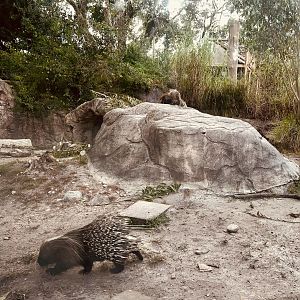 Crested Porcupine