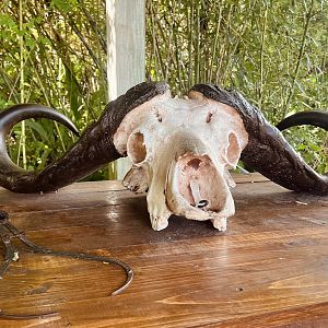 Cape Buffalo Skull