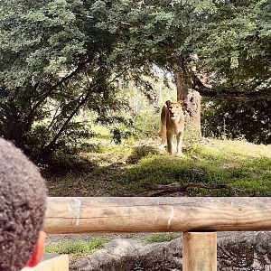Lion Exhibit