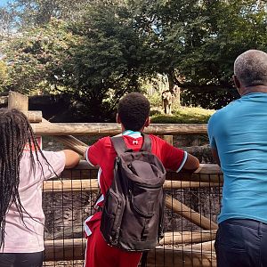 Guests viewing Lion