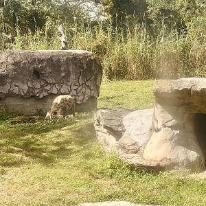 Spotted Hyena Exhibit