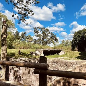 Spotted Hyena Exhibit
