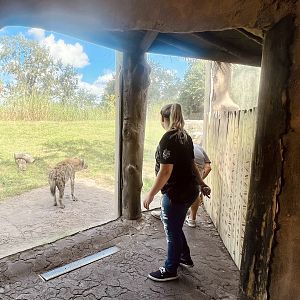 Guests viewing Spotted Hyenas