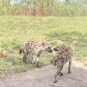 Spotted Hyenas