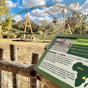 Thomson’s Gazelle Exhibit
