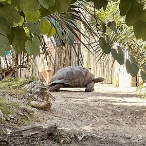 Aldabra Tortoise