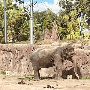 Asian Elephant