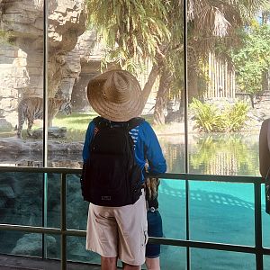 Guests Viewing Tiger