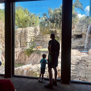 Guests Viewing Tiger