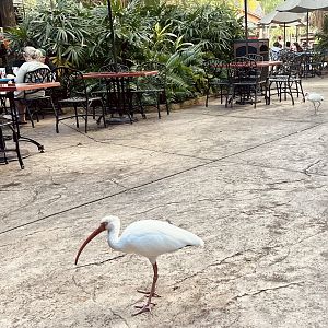 White Ibis