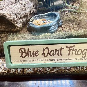 Poison Dart Frog Exhibit