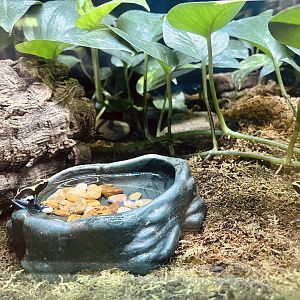 Poison Dart Frogs