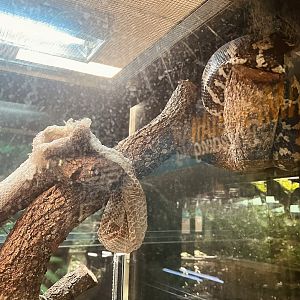 Jungle Carpet Python