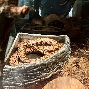Brazilian Rainbow Boa
