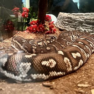 Reptile Exhibit - Species (?)