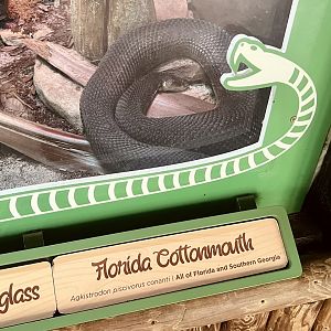 Florida Cottonmouth