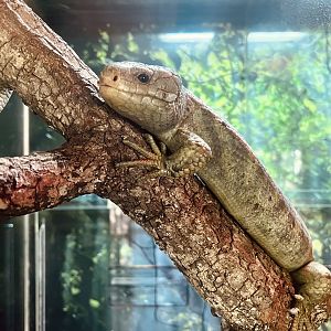 Solomon Island Skink