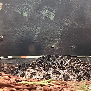 Dusky Pygmy Rattlesnake