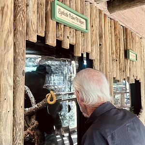 Guest viewing Eyelash Palm Viper
