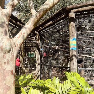 Swainson’s Toucan Exhibit