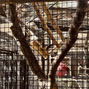 Prehensile Tailed Porcupine