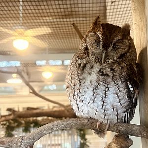 Eastern Screech Owl