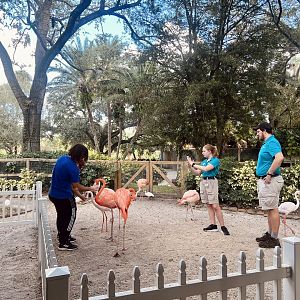 Guests participating in Flamingo Encounter