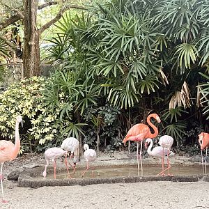 Flamingos