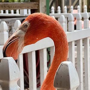 American Flamingo