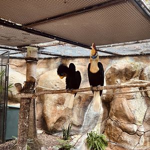 Sulawesi Red-knobbed Hornbills