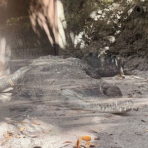 Slender-snouted Crocdile