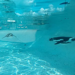 African Penguin Exhibit