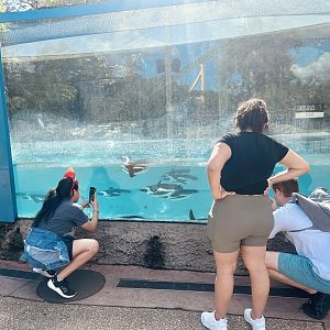 Guests viewing African Penguins