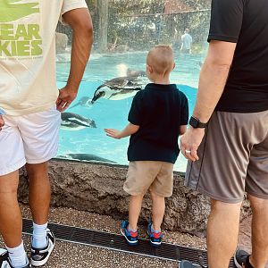Guests viewing African Penguins